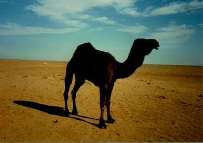 My Image File
